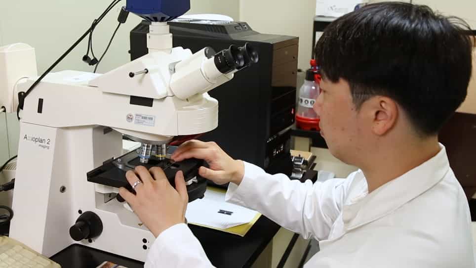 Studying Protein Import into Chloroplasts Using Protoplasts