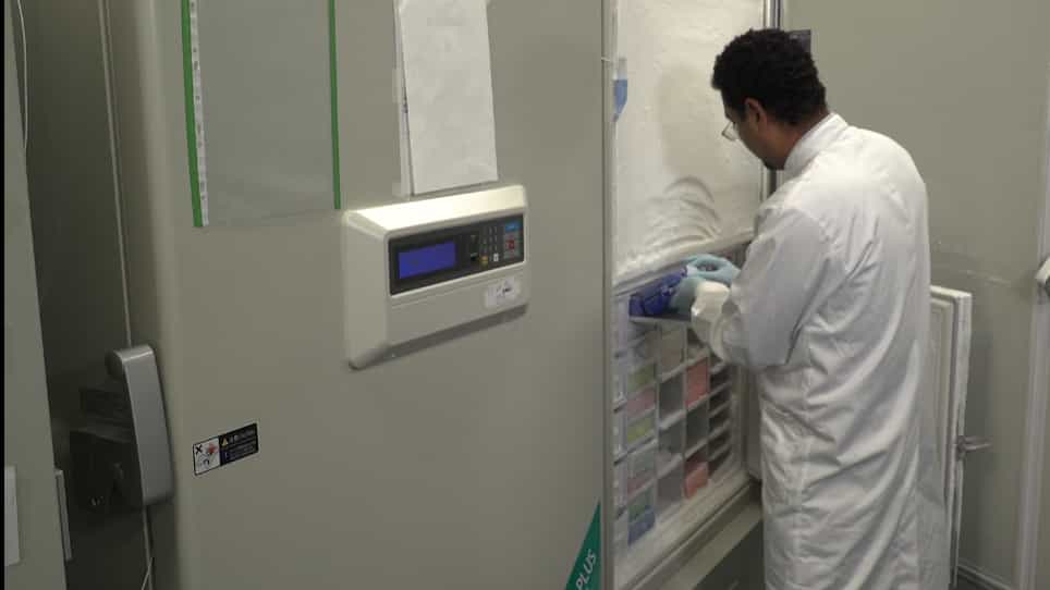 An Ex Vivo Chicken Primary Bursal-cell Culture Model to Study Infectious Bursal Disease Virus Pathogenesis
