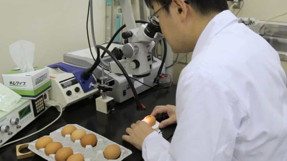 Visualization of Tangential Cell Migration in the Developing Chick Optic Tectum