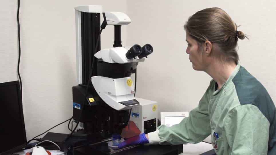 A Zebrafish Embryo Model for In Vivo Visualization and Intravital Analysis of Biomaterial-associated Staphylococcus aureus Infection