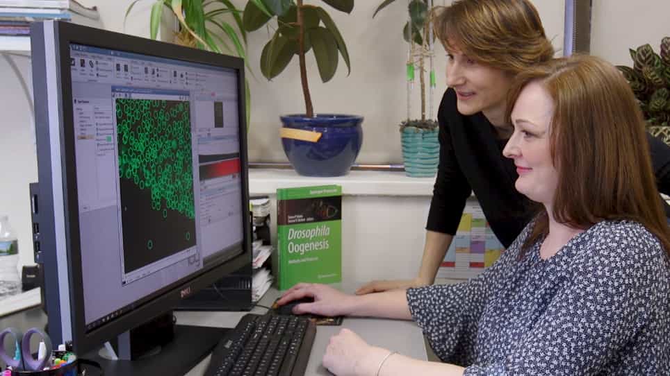 Visualizing and Tracking Endogenous mRNAs in Live Drosophila melanogaster Egg Chambers