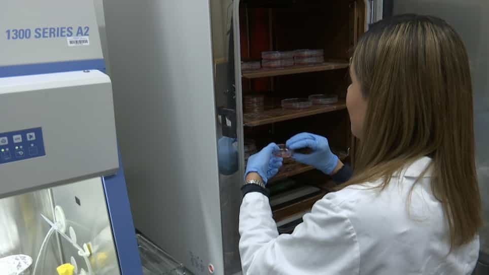 Ex Vivo Corneal Organ Culture Model for Wound Healing Studies