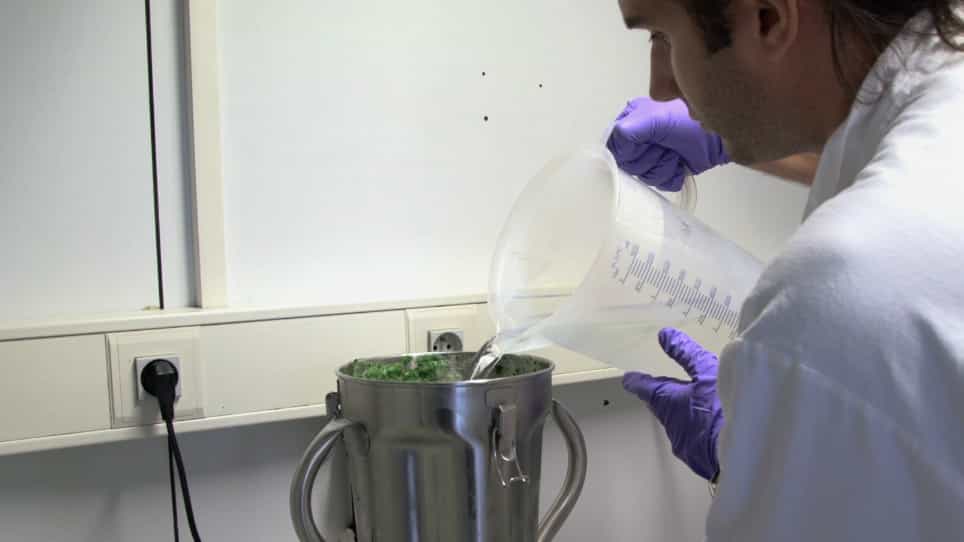 Preparation of Chloroplast Sub-compartments from Arabidopsis for the Analysis of Protein Localization by Immunoblotting or Proteomics
