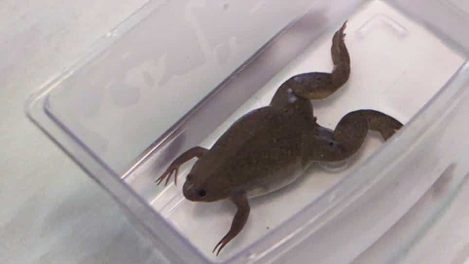 Reproductive Techniques for Ovarian Monitoring and Control in Amphibians