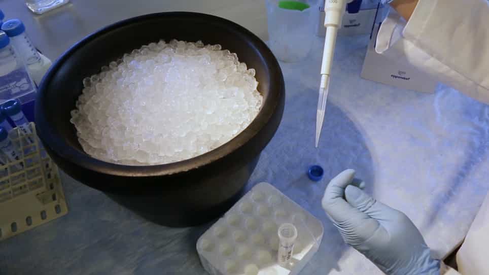 Chromatin Immunoprecipitation of Murine Brown Adipose Tissue