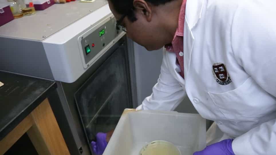Listeria monocytogenes Infection of the Brain