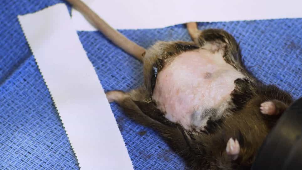 Creation of Colonic Anastomosis in Mice