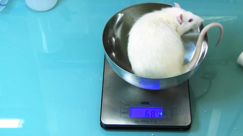 One-anastomosis Gastric Bypass OAGB in Rats
