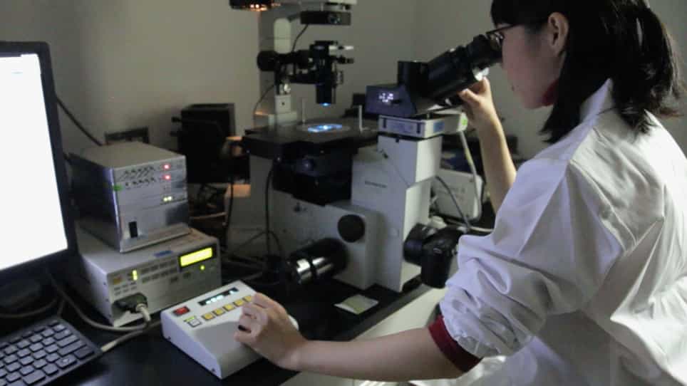 An Induction System for Clustered Stomata by Sugar Solution Immersion Treatment in Arabidopsis thaliana Seedlings