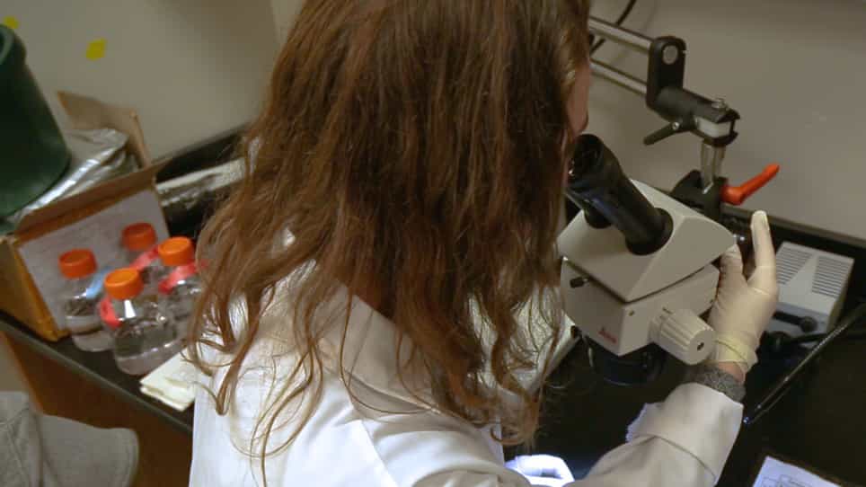 Raising the Mexican Tetra Astyanax mexicanus for Analysis of Post-larval Phenotypes and Whole-mount Immunohistochemistry