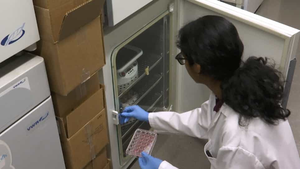 Production of Pseudotyped Particles to Study Highly Pathogenic Coronaviruses in a Biosafety Level 2 Setting