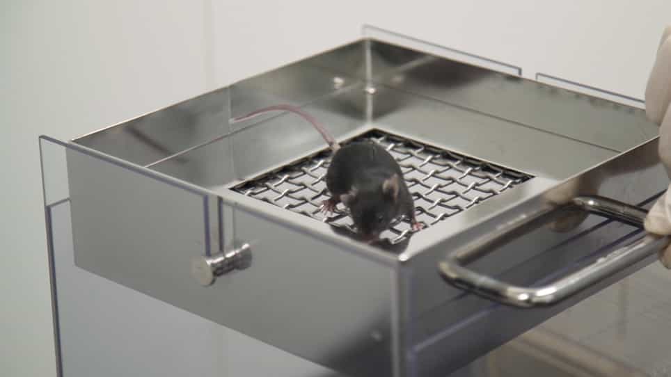 Low-cost Protocol of Footprint Analysis and Hanging Box Test for Mice Applied the Chronic Restraint Stress