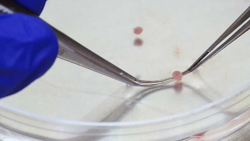 Analyzing Oxygen Consumption Rate in Primary Cultured Mouse Neonatal Cardiomyocytes Using an Extracellular Flux Analyzer