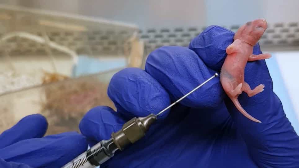 Probiotic Studies in Neonatal Mice Using Gavage