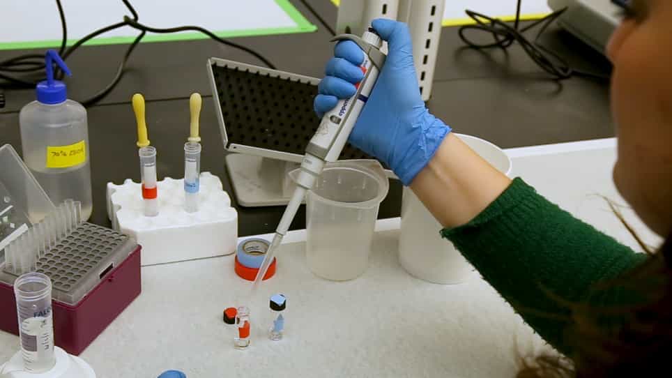 Wholemount In Situ Hybridization for Astyanax Embryos