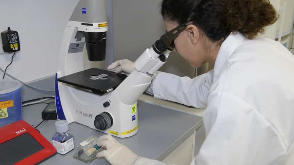 Use of Single Chain MHC Technology to Investigate Co-agonism in Human CD8+ T Cell Activation