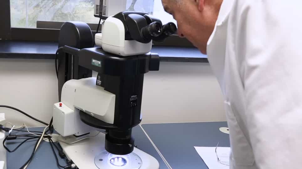 Inhibition of Aspergillus flavus Growth and Aflatoxin Production in Transgenic Maize Expressing the α-amylase Inhibitor from Lablab purpureus L.