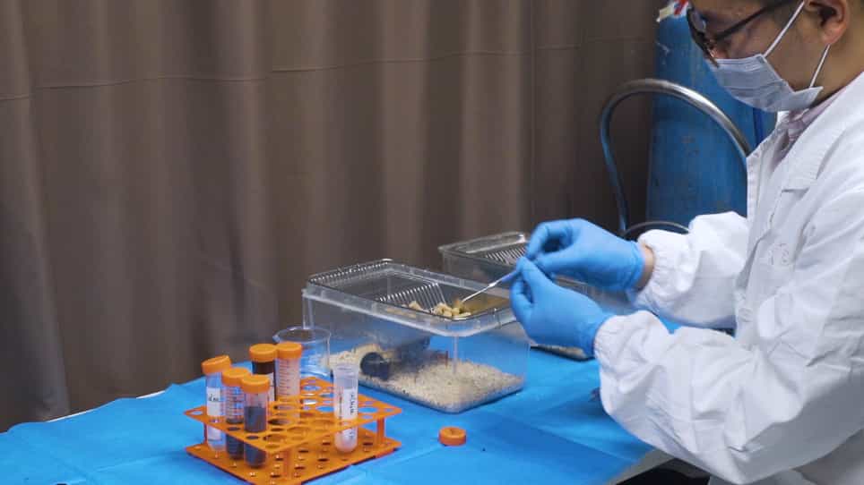 Preparation Of Gushukang GSK Granules for In Vivo and In Vitro Experiments
