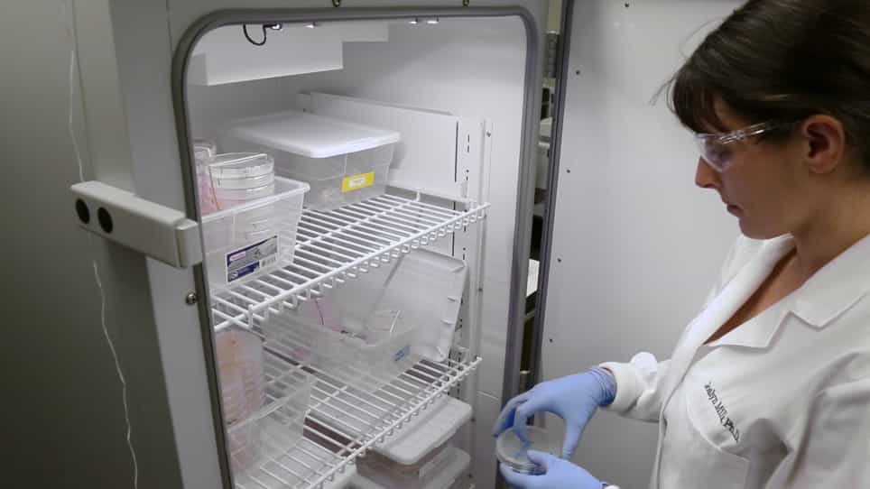 Combined Nucleotide and Protein Extractions in Caenorhabditis elegans