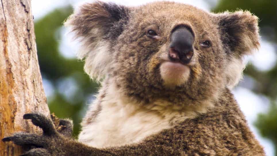 Cortisol Measurement in Koala Phascolarctos cinereus Fur