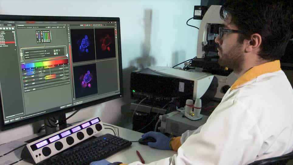Growth and Characterization of Irradiated Organoids from Mammary Glands