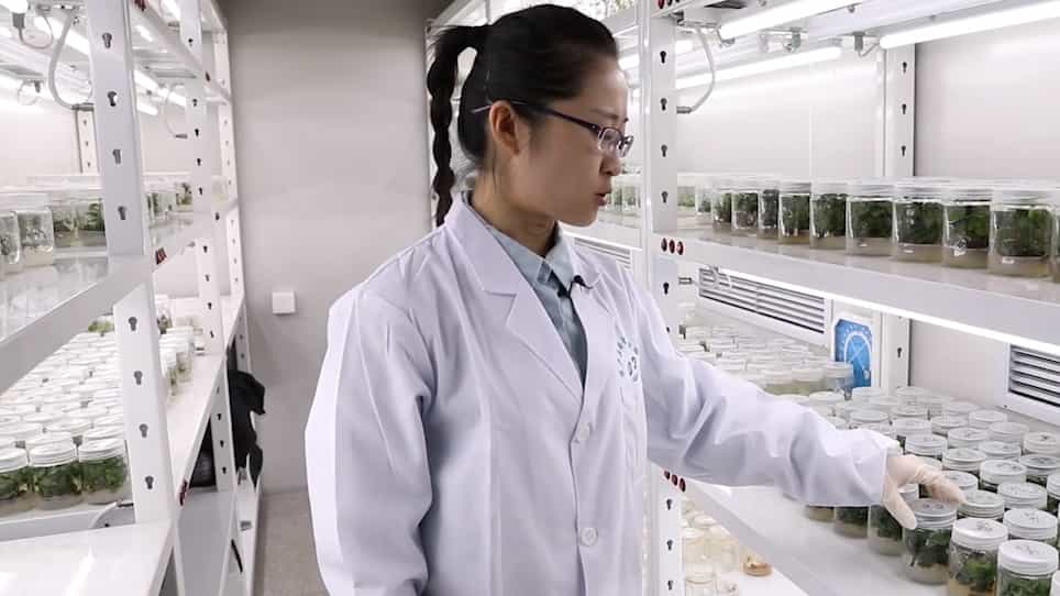 Study on the Metabolism of Six Systemic Insecticides in a Newly Established Cell Suspension Culture Derived from Tea Camellia Sinensis L. Leaves