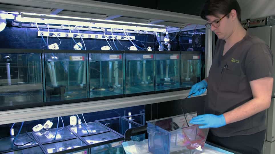 Gamete Collection and In Vitro Fertilization of Astyanax mexicanus
