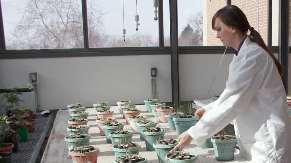 Investigation of Plant Interactions Across Common Mycorrhizal Networks Using Rotated Cores