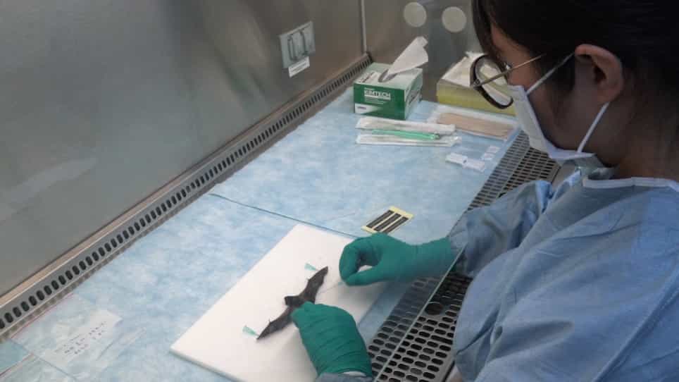 Standard Operating Procedure for Lyssavirus Surveillance of the Bat Population in Taiwan