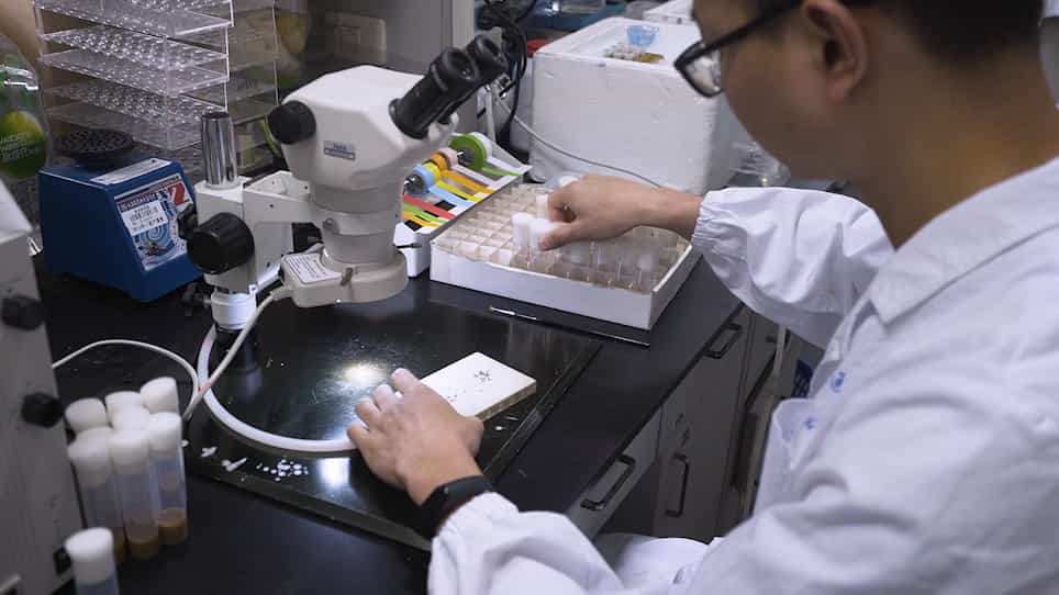 A Colorimetric Assay of Citrate Synthase Activity in Drosophila Melanogaster