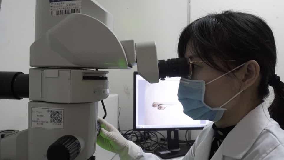Patient-derived Heterogeneous Xenograft Model of Pancreatic Cancer Using Zebrafish Larvae as Hosts for Comparative Drug Assessment