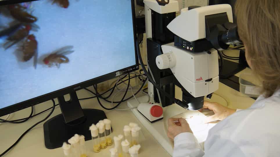 Methods to Test Endocrine Disruption in Drosophila melanogaster
