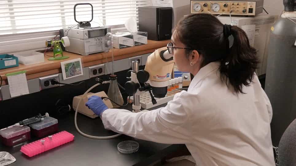 Assessing the Cellular Immune Response of the Fruit Fly, Drosophila melanogaster, Using an In Vivo Phagocytosis Assay