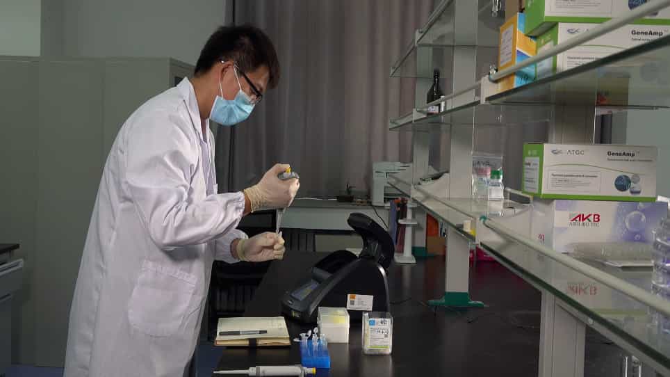 Construction of CRISPR Plasmids and Detection of Knockout Efficiency in Mammalian Cells through a Dual Luciferase Reporter System