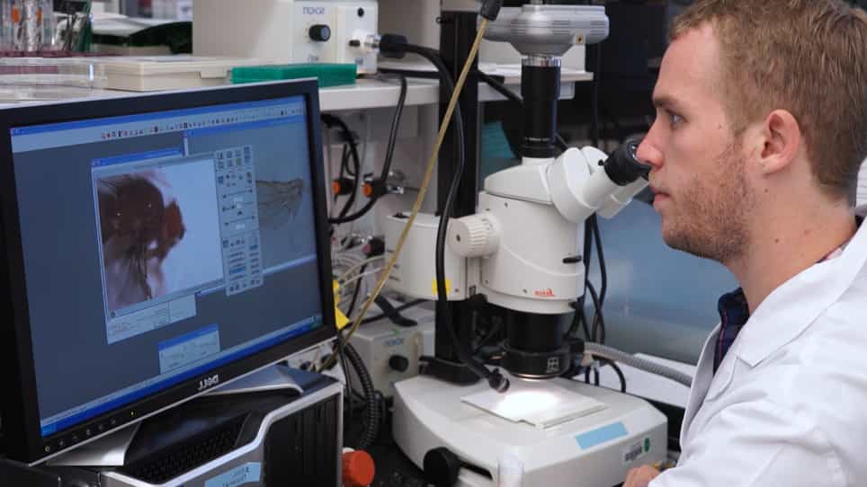 In Vivo Functional Study of Disease-associated Rare Human Variants Using Drosophila
