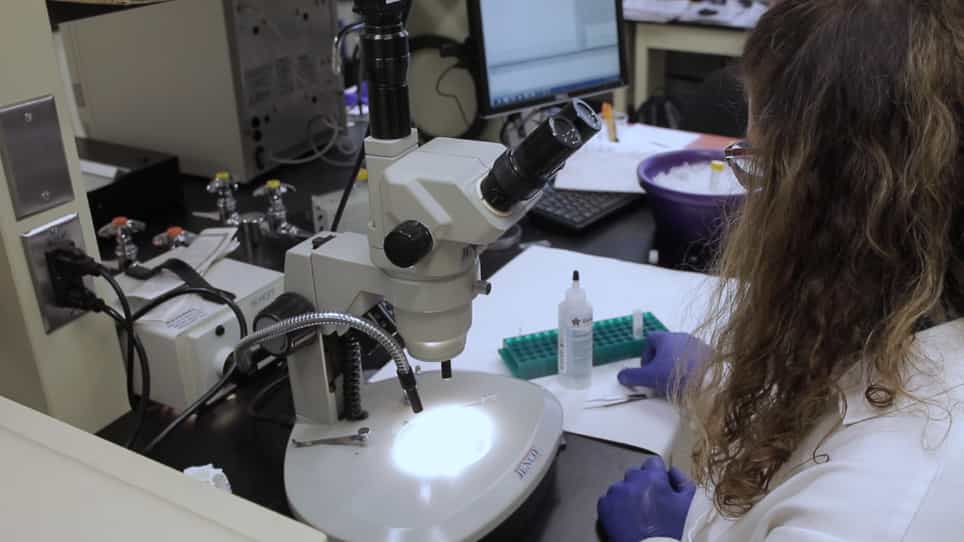 Preparation of Mouse Retinal Cryo-sections for Immunohistochemistry