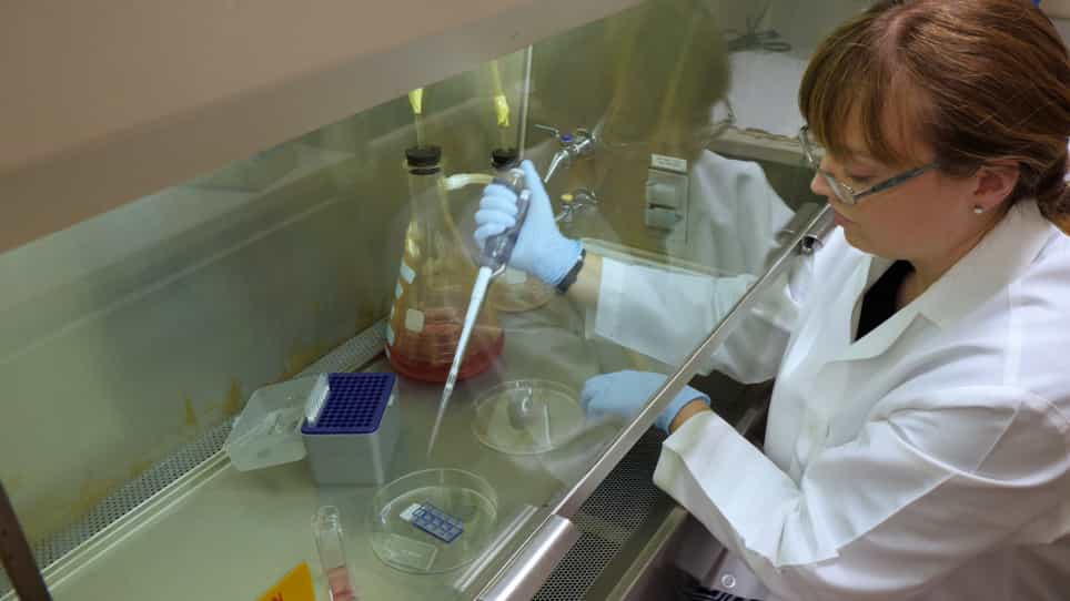 Quantitative Fluorescence In Situ Hybridization FISH and Immunofluorescence IF of Specific Gene Products in KSHV-Infected Cells