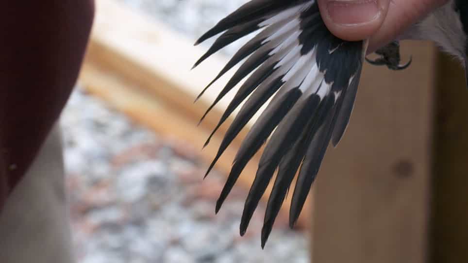 Visually Sexing Loggerhead Shrike Lanius Ludovicianus Using Plumage Coloration and Pattern