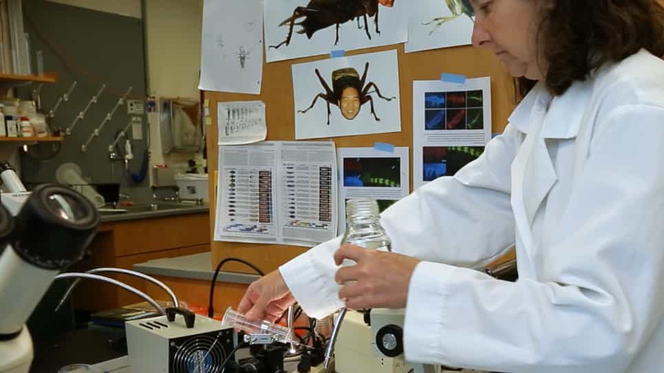 Injecting Gryllus bimaculatus Eggs