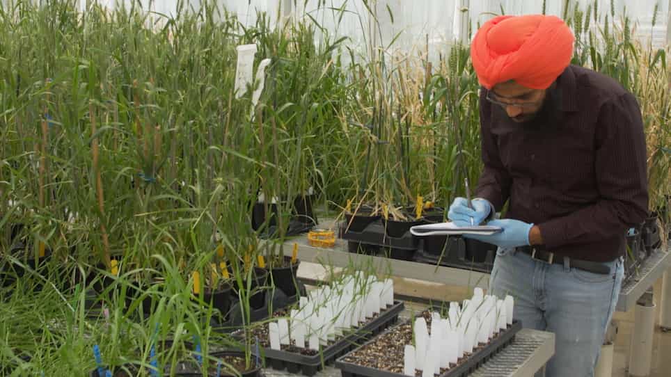 Development of Targeting Induced Local Lesions IN Genomes TILLING Populations in Small Grain Crops by Ethyl Methanesulfonate Mutagenesis