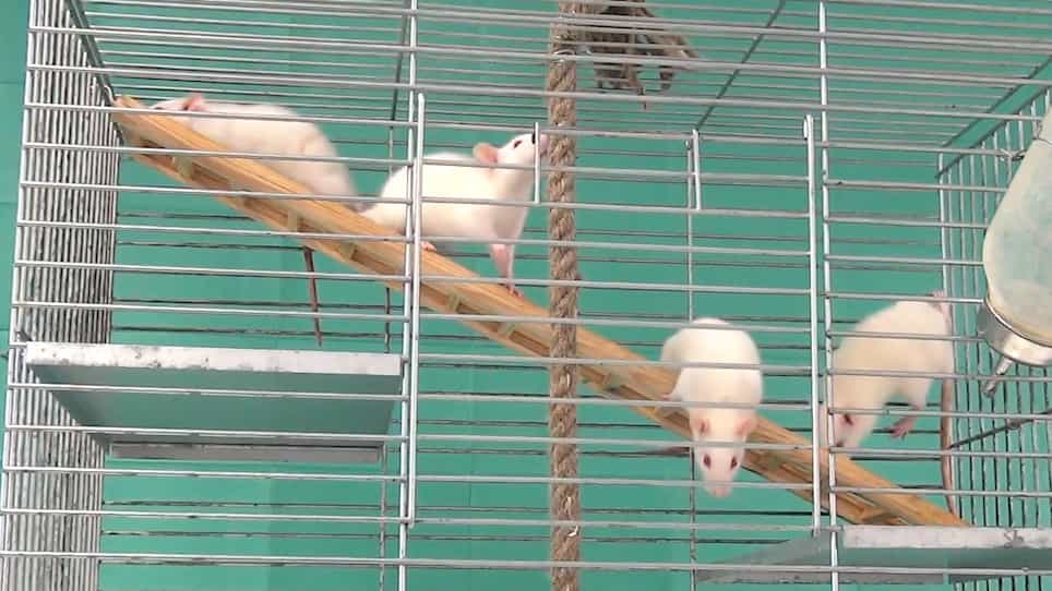 Functional and Physiological Methods of Evaluating Median Nerve Regeneration in the Rat