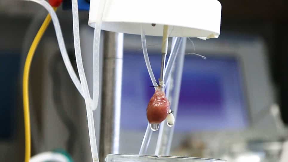 Pre-clinical Model of Cardiac Donation after Circulatory Death