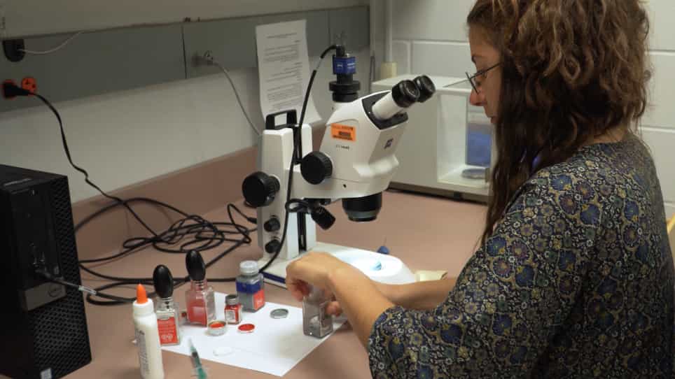 Manipulation of Color Patterns in Jumping Spiders for Use in Behavioral Experiments