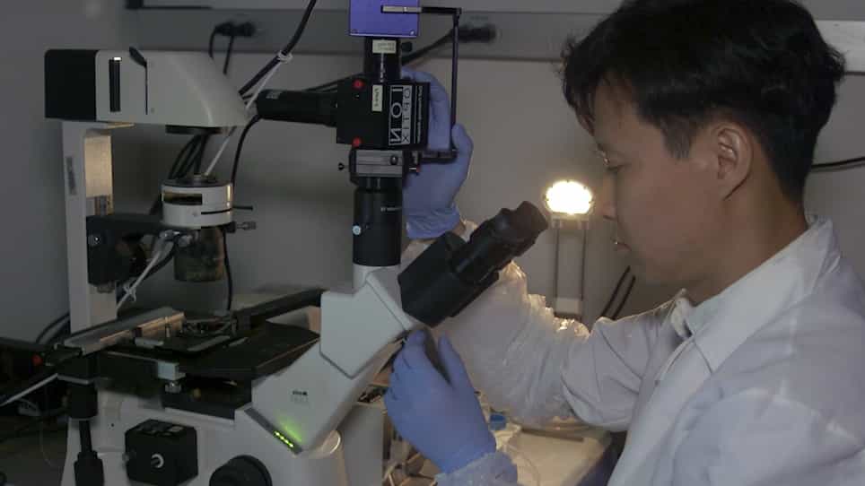 Generation of Ventricular-Like HiPSC-Derived Cardiomyocytes and High-Quality Cell Preparations for Calcium Handling Characterization