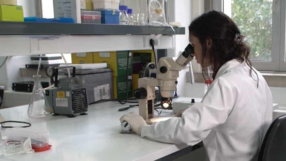 A Blood-Free Diet to Rear Anopheline Mosquitoes