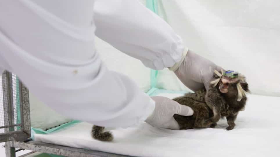 Stereotaxic Surgery for Implantation of Microelectrode Arrays in the Common Marmoset Callithrix jacchus