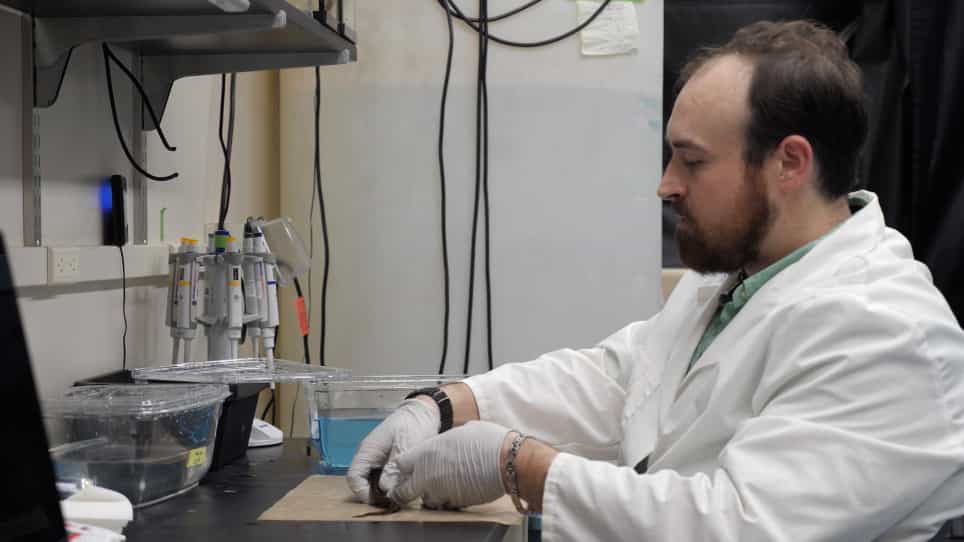 Silencing the Spark: CRISPR/Cas9 Genome Editing in Weakly Electric Fish