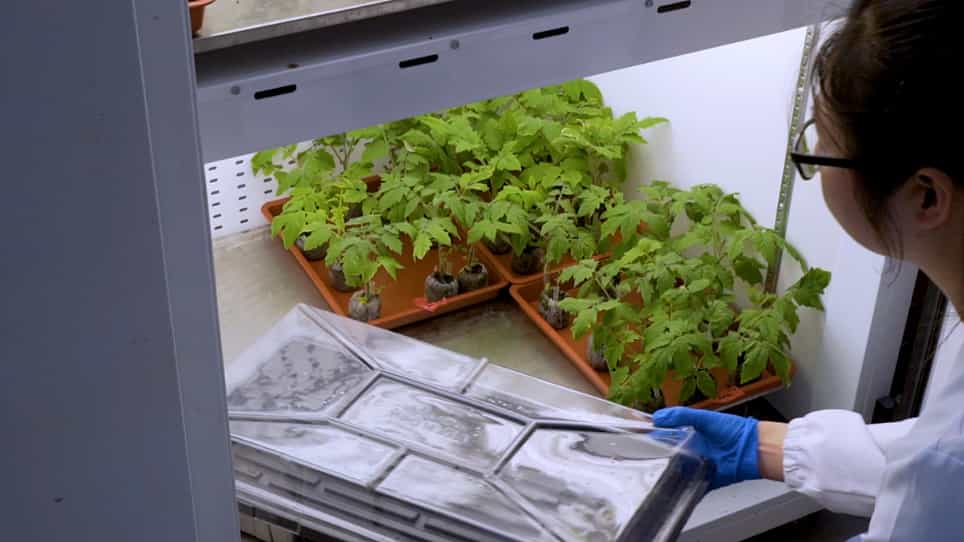 Tomato Root Transformation Followed by Inoculation with Ralstonia Solanacearum for Straightforward Genetic Analysis of Bacterial Wilt Disease
