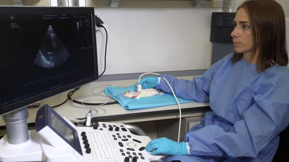 Echocardiographic Assessment of Cardiac Anatomy and Function in Adult Rats