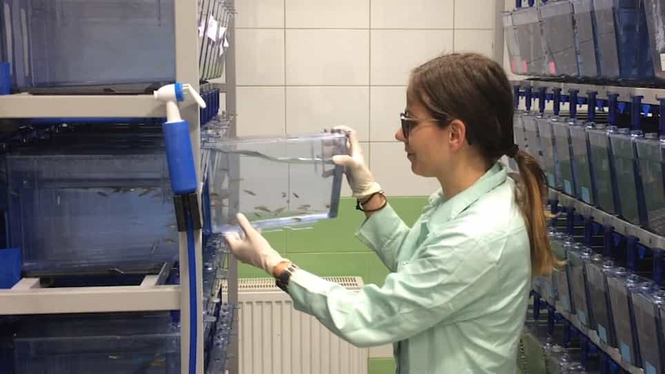 Using TgVtg1:mcherry Zebrafish Embryos to Test the Estrogenic Effects of Endocrine Disrupting Compounds